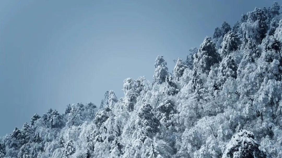 细胞分裂6